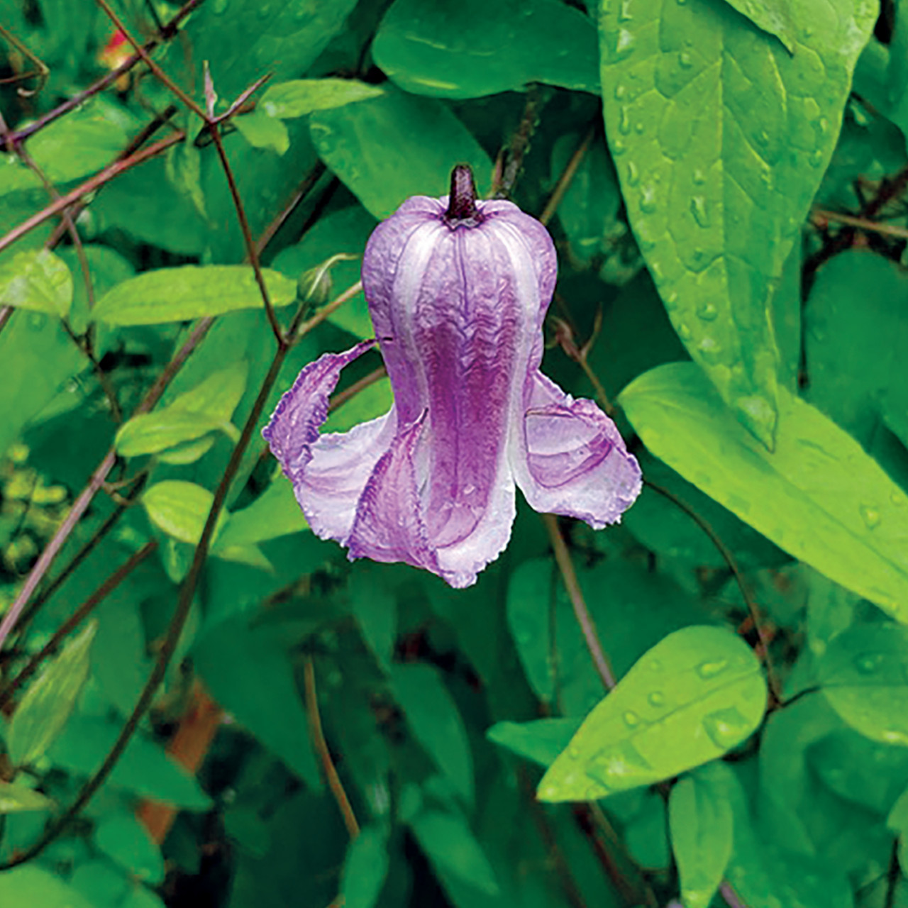 Clematis crispa (Swamp Leather Flower)